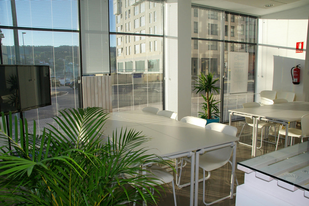 Summer-ready office with plants and natural light in New Zealand.